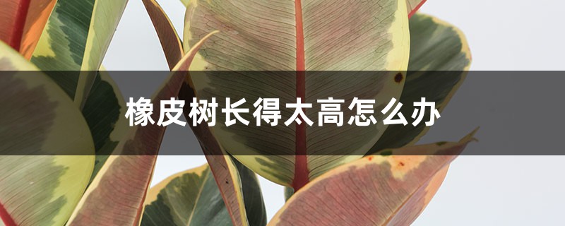 橡皮樹長得太高怎么辦，怎么修剪