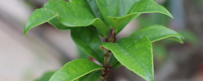 最旺財(cái)又鎮(zhèn)宅的樹(shù)