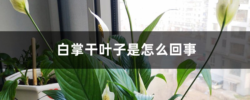 白掌干葉子是怎么回事 白掌干葉子是怎么回事
