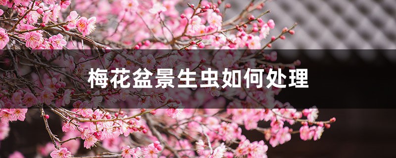 梅花盆景生蟲如何處理，梅花樹生蟲了怎么辦