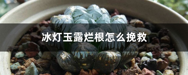 冰燈玉露爛根怎么挽救 冰燈玉露爛根怎么挽救