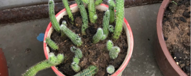 小黑飛是什么，對(duì)花有影響嗎