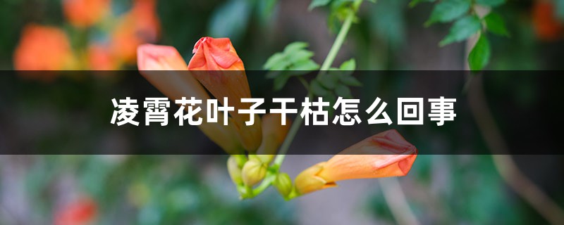 凌霄花葉子干枯怎么回事，葉子枯萎打卷