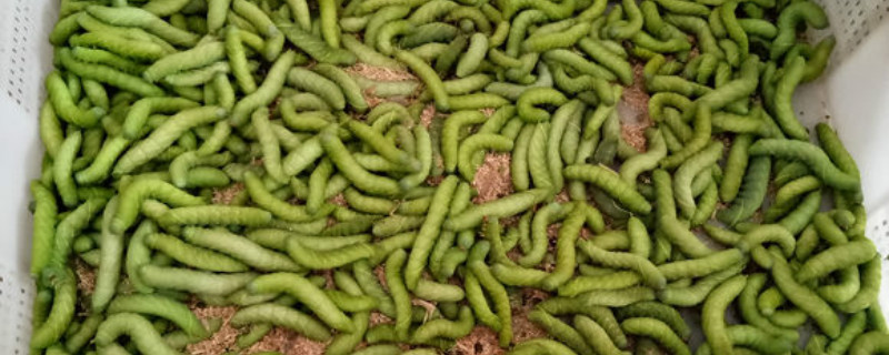 豆蟲最后變成了什么，入土幾天成蛹