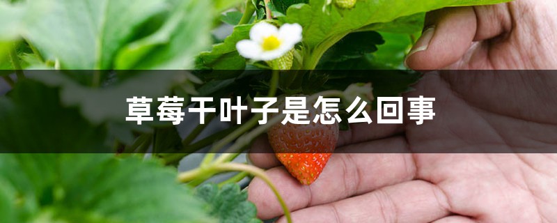 草莓干葉子是怎么回事 草莓干葉子是怎么回事