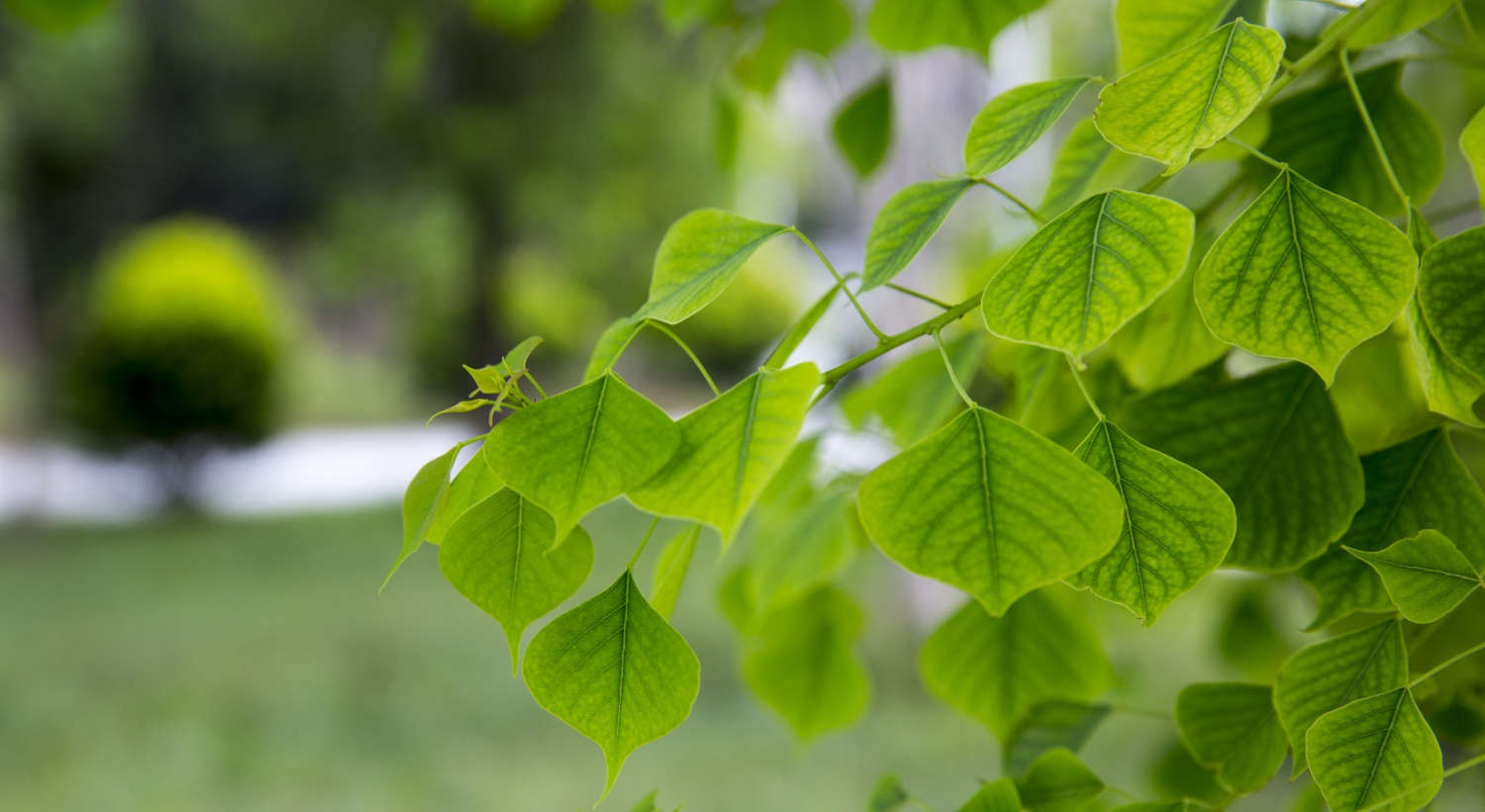 菩提樹(shù)