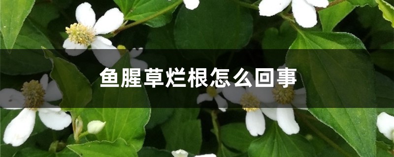 魚(yú)腥草爛根怎么回事，魚(yú)腥草爛根怎么辦