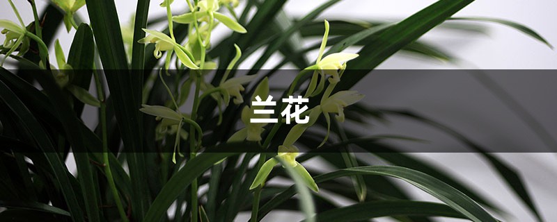 綠草變黑蘭，你家的蘭花“中毒”了，再不管立馬死翹翹！