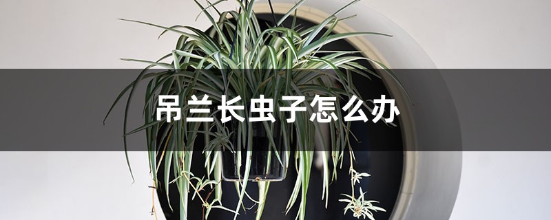 吊蘭長(zhǎng)蟲(chóng)子怎么辦，長(zhǎng)蟲(chóng)用什么方法除蟲(chóng)