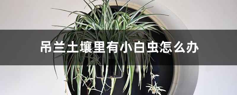 吊蘭土壤里有小白蟲怎么辦，有小白蟲回蟲怎樣殺死它