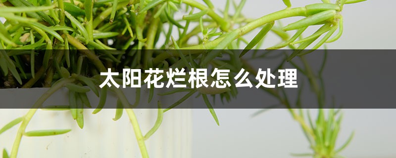 太陽花爛根怎么處理 太陽花爛根怎么處理