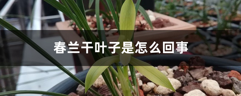 春蘭干葉子是怎么回事 春蘭干葉子是怎么回事