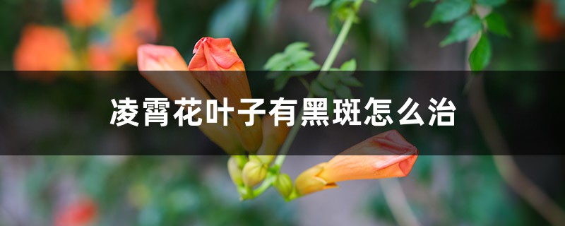 凌霄花葉子有黑斑怎么治，葉子一碰就掉