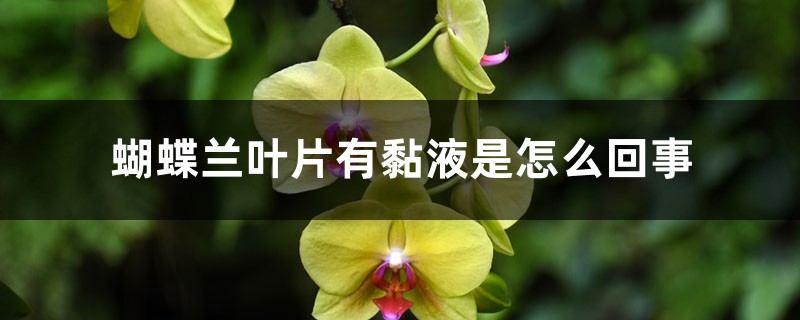 蝴蝶蘭葉片有黏液是怎么回事，有黏液水株怎么辦