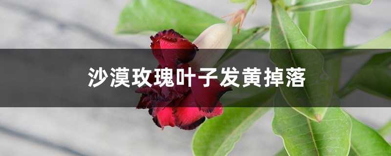 沙漠玫瑰葉子發(fā)黃掉落怎么辦 沙漠玫瑰葉子發(fā)黃掉落怎么辦