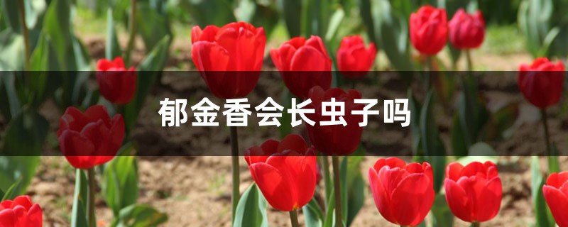 郁金香會(huì)長蟲子嗎，郁金香病蟲害