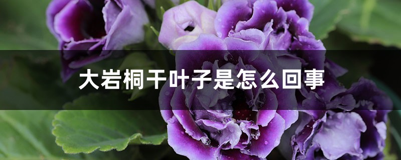 大巖桐干葉子是怎么回事 大巖桐干葉子是怎么回事