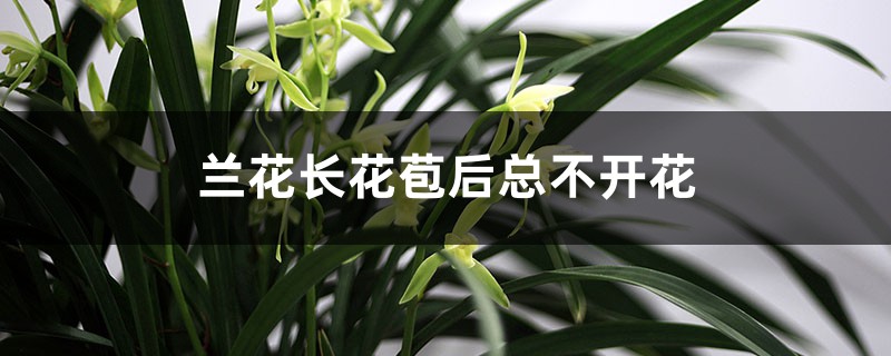 蘭花長花苞后總不開花是什么原因，怎么養(yǎng)才能開花