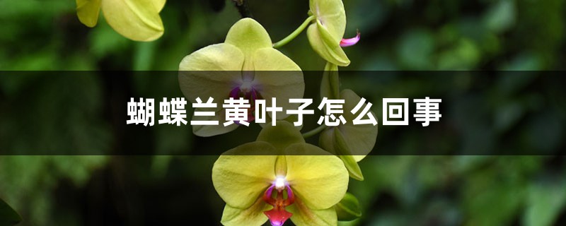 蝴蝶蘭黃葉子怎么回事，黃葉怎么辦