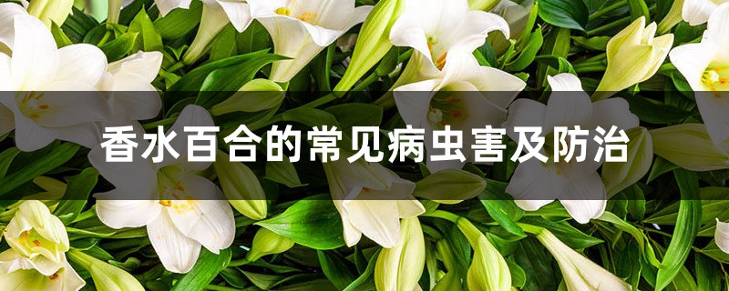 香水百合的常見病蟲害及防治 香水百合的常見病蟲害及防治