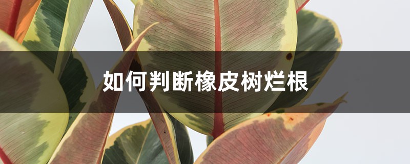 如何判斷橡皮樹爛根 如何判斷橡皮樹爛根