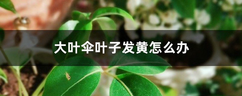 大葉傘葉子發(fā)黃怎么辦，為什么會(huì)黃葉