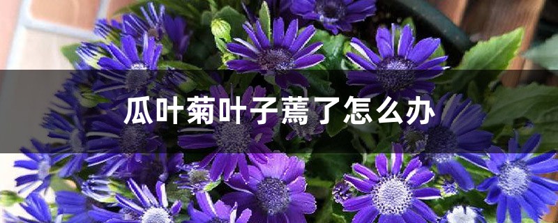 瓜葉菊葉子蔫了怎么辦，怎么恢復
