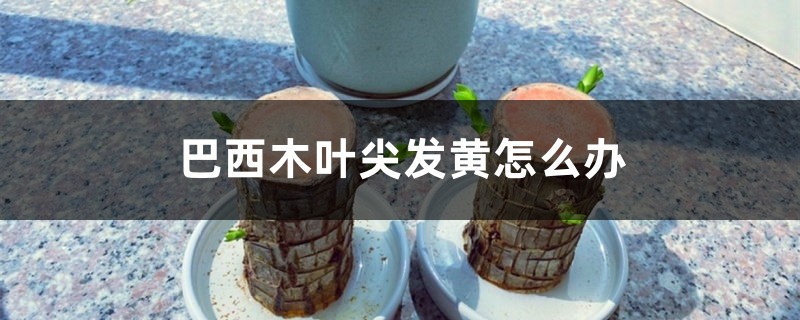 巴西木葉尖發(fā)黃怎么辦，怎么補救