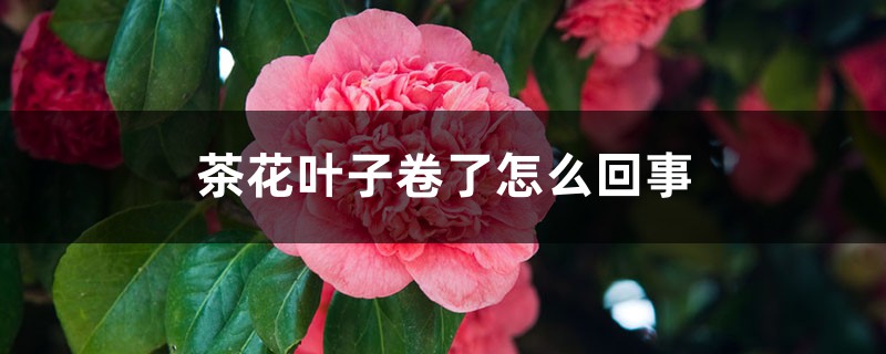 茶花葉子卷了怎么回事，怎么辦