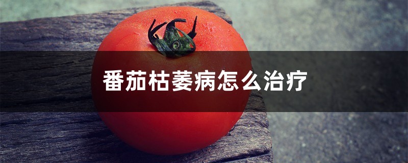 番茄枯萎病怎么治療 番茄枯萎病怎么治療