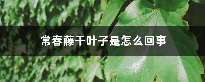 常春藤干葉子是怎么回事 常春藤干葉子是怎么回事