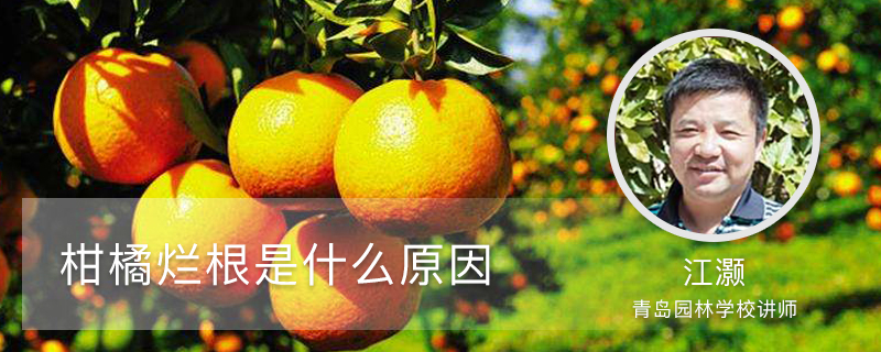 柑橘爛根是什么原因 柑橘爛根是什么原因