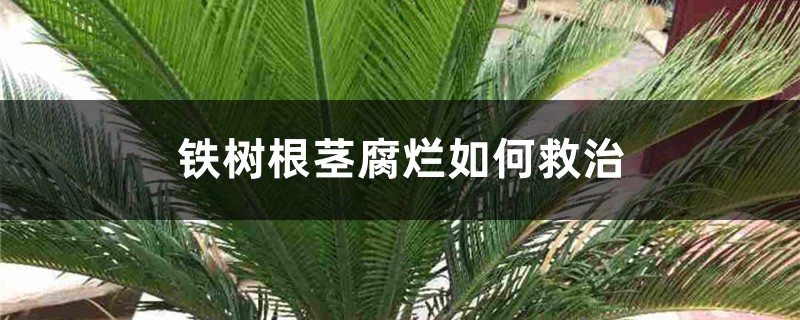 鐵樹根莖腐爛如何救治 鐵樹根莖腐爛如何救治