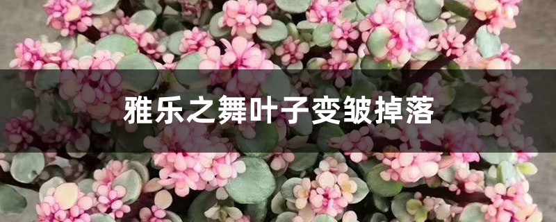 雅樂之舞葉子變皺掉落怎么回事，怎么辦