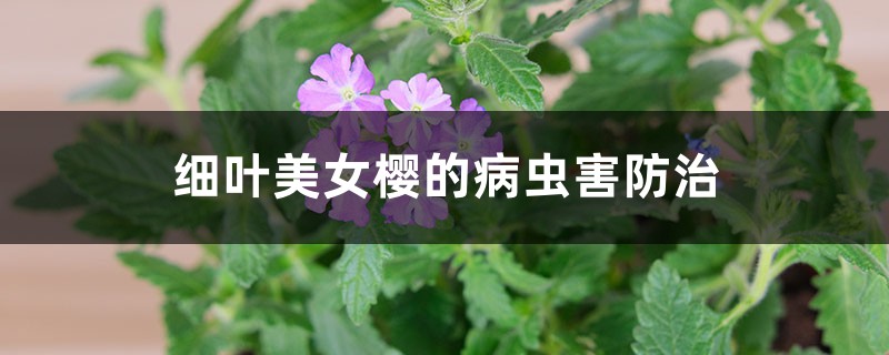 細(xì)葉美女櫻的病蟲害防治 細(xì)葉美女櫻的病蟲害防治