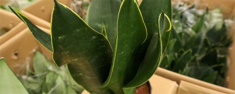 虎皮蘭開花有什么預(yù)兆 虎皮蘭開花有什么預(yù)兆
