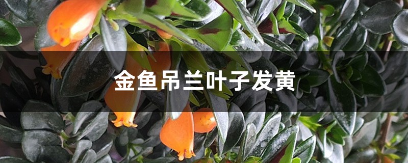 金魚吊蘭黃葉的原因和處理辦法 金魚吊蘭黃葉的原因和處理辦法