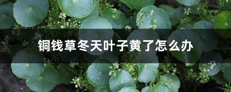 銅錢草冬天葉子黃了怎么辦 銅錢草冬天葉子黃了怎么辦