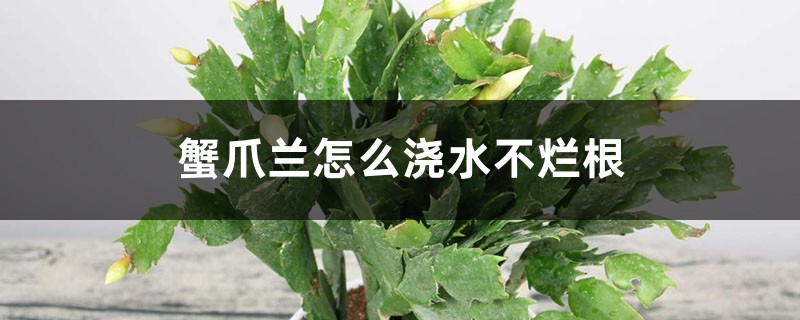 蟹爪蘭怎么澆水不爛根，爛根怎么辦