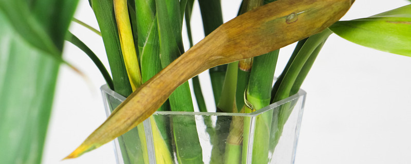 家里擺放什么植物招財(cái)又旺宅 家里擺放什么植物招財(cái)又旺宅