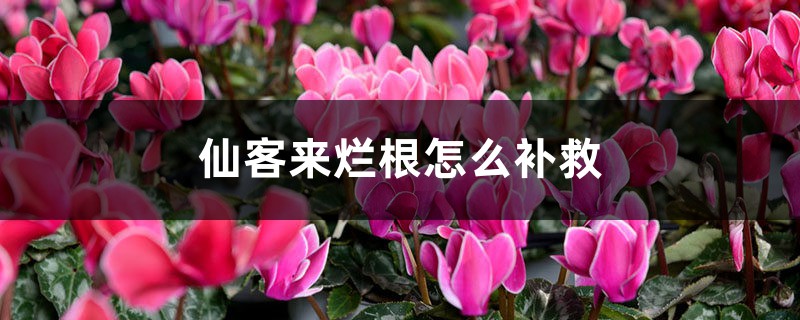 仙客來(lái)爛根怎么補(bǔ)救 仙客來(lái)爛根怎么補(bǔ)救