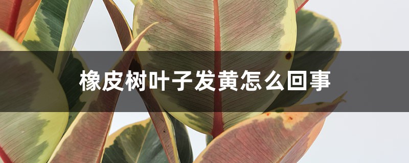 橡皮樹葉子發(fā)黃怎么回事，怎么補(bǔ)救