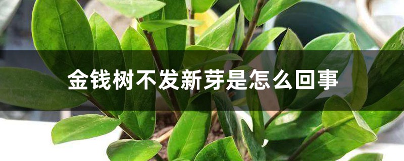 金錢樹不發(fā)新芽是怎么回事，怎樣讓金錢樹快長(zhǎng)新芽