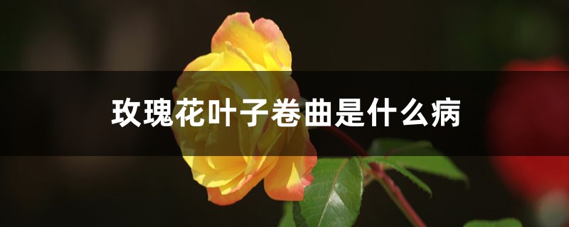 玫瑰花葉子卷曲是什么病，葉子卷曲怎么辦
