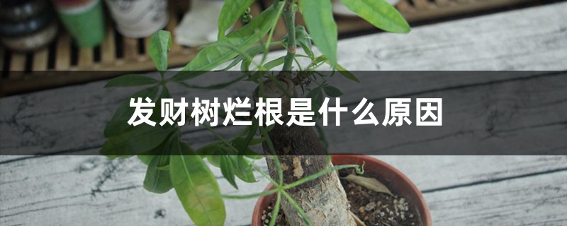 發(fā)財(cái)樹爛根是什么原因 發(fā)財(cái)樹爛根是什么原因