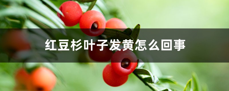 紅豆杉葉子發(fā)黃怎么回事，怎么辦