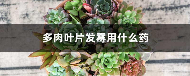 多肉葉片發(fā)霉用什么藥 多肉葉片發(fā)霉用什么藥