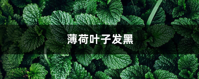 薄荷葉子發(fā)黑，薄荷葉子長黑斑怎么辦