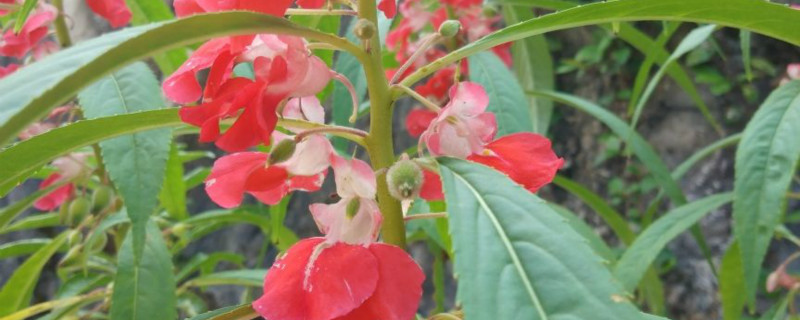 鳳仙花葉子卷邊干枯該怎么辦，葉子卷了是什么原因