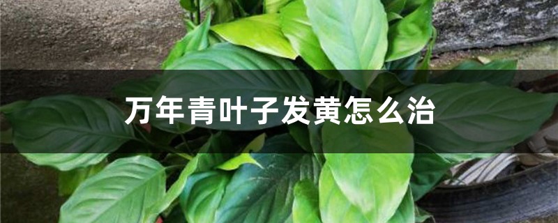 萬(wàn)年青葉子發(fā)黃怎么治，怎樣讓葉子變綠